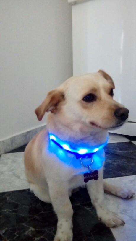 Collar1_720a2fd2-76ea-46cd-b975-b10670428362_1200x