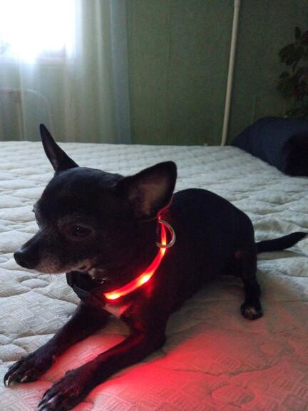 Collar3_a6a4df85-e676-4f33-9dad-eb62c7f54e29_1200x