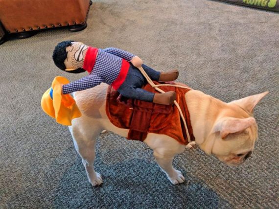 rodeo-cowboy-dog-costume-6594