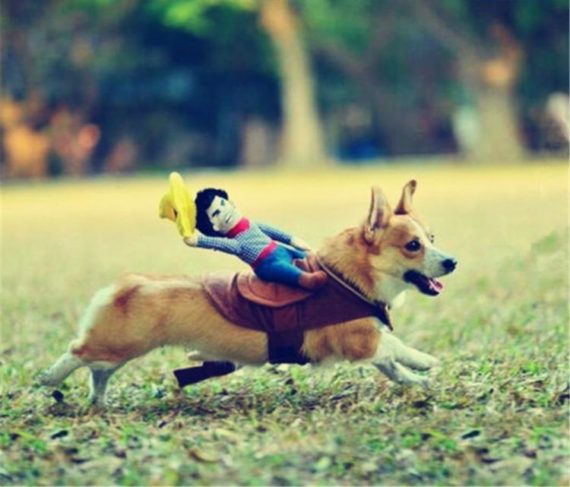 rodeo-cowboy-dog-costume-8530